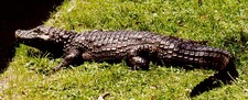 Imagen de Caiman latirostris