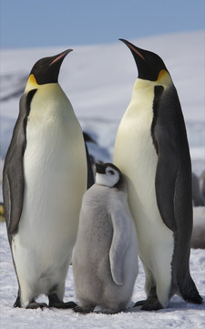 Imagen de Aptenodytes forsteri