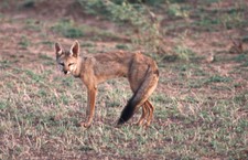 Imagen de Vulpes bengalensis