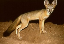 Imagen de Vulpes macrotis