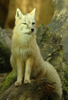 Imagen de Vulpes corsac