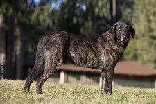 Imagen de Perro de Castro Laboreiro