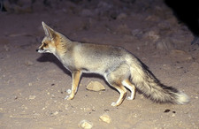 Imagen de Vulpes rueppellii