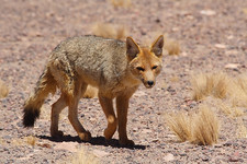 Imagen de Lycalopex culpaeus