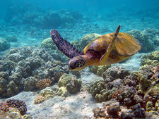 Imagen de Chelonia mydas