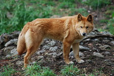 Imagen de Canis lupus dingo