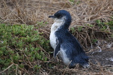 Imagen de Eudyptula minor