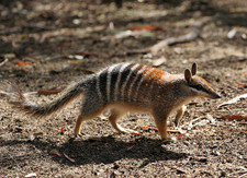 Imagen de Myrmecobius fasciatus