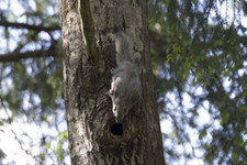 Imagen de Pteromys volans