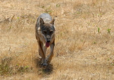 Imagen de Canis lupus italicus