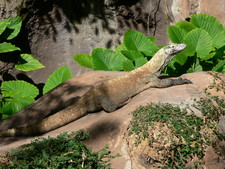 Imagen de Varanus komodoensis