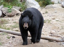 Imagen de Ursus americanus