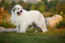 Imagen de Perro de Montaa de Los Pirineos