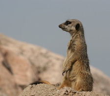 Imagen de Suricata suricatta