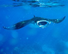 Imagen de Manta birostris