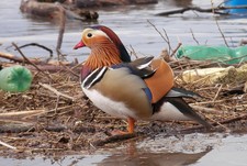 Imagen de Aix galericulata