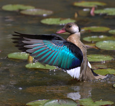 Imagen de Amazonetta brasiliensis