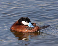 Imagen de Oxyura jamaicensis