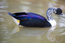Imagen de Sarkidiornis melanotos