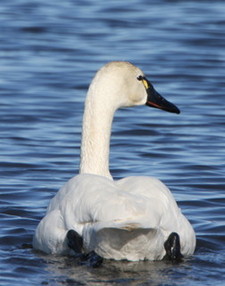 Imagen de Cygnus columbianus columbianus