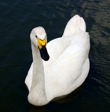 Imagen de Cygnus columbianus bewickii