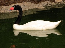 Imagen de Cygnus melancoryphus