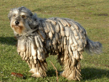 Imagen de Perro de pastor bergamasco