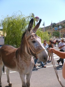 Imagen de Burro andaluz-cordobs