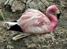 Imagen de Phoenicopterus andinus