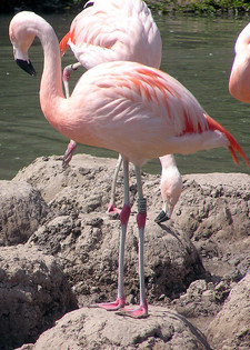 Imagen de Phoenicopterus chilensis