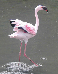 Imagen de Phoenicopterus minor