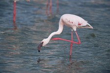 Imagen de Phoenicopterus roseus