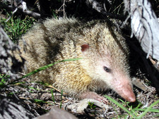 Imagen de Tenrec ecaudatus