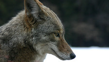 Imagen de Canis latrans