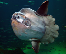Imagen de Mola Mola
