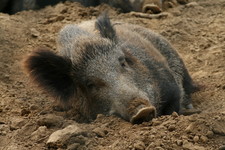 Imagen de Sus scrofa