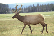 Imagen de Cervus elaphus