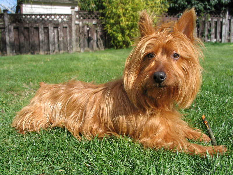 Imagen de Australian Terrier