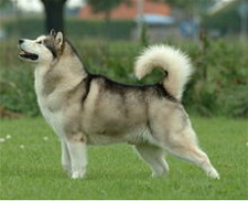 Imagen de ALASKAN MALAMUTE