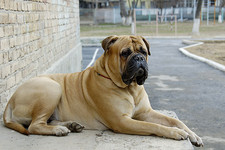 Imagen de BULLMASTIFF