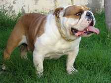 Imagen de BULLDOG INGLS