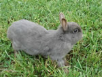 Imagen de Netherland Dwarf: