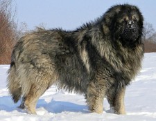 Imagen de Yugoslavian Shepherd Dog