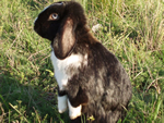 Imagen de Mini Lop Monarch Negro o Dorado