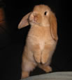 Imagen de Holland Lop