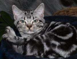 Imagen de Gatos American Shorthair