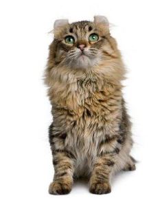 Imagen de Gatos American Curl