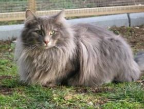 Imagen de Gato silvestre bosque de Noruega