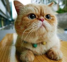 Imagen de Gatos exticos