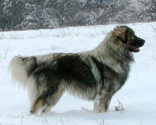 Imagen de Perro de Pastor yugoslavo de Charplanina